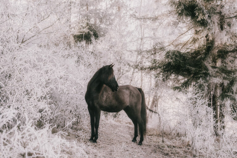 fotografia koni, fotograf konny, koń w krajobrazie, zdjęcia konne