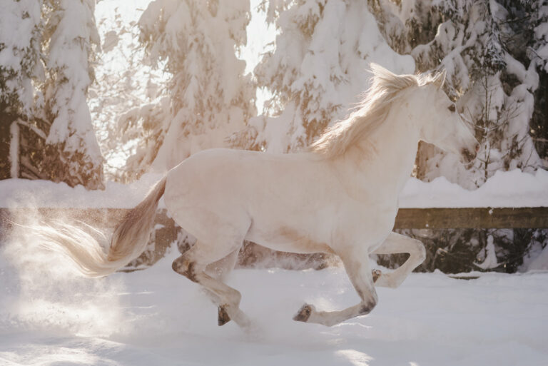 galopujące konie, konie w Tatrach, Neptuno Nowy Targ, biały koń, konie w zimowej scenerii, wydruk z koniem