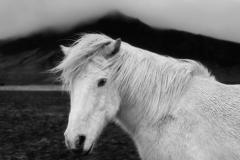 portret konia, wydruk z koniem, konie islandzkie, biały koń