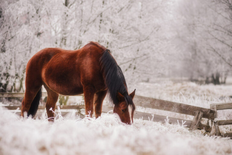fotografia konna, fotograf koni, zimowe zdjęcia koni, konie na zdjęciach, szadź, konie