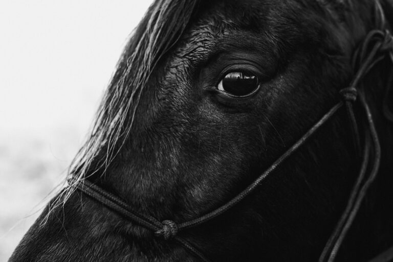 koń jako detal, zdjęcia koni, fotografia konna, fotograf koni, sesja z koniem