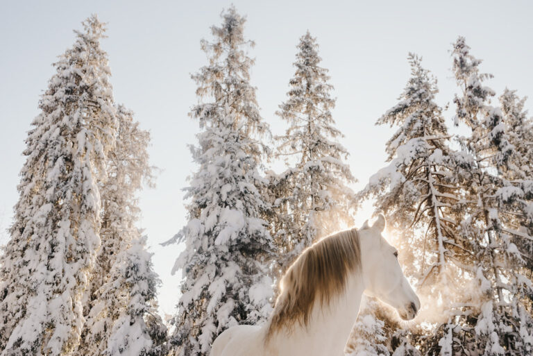 koń w zimowym krajobrazie, biały koń, koń andaluzyjski, konie zimą, fotografia konna