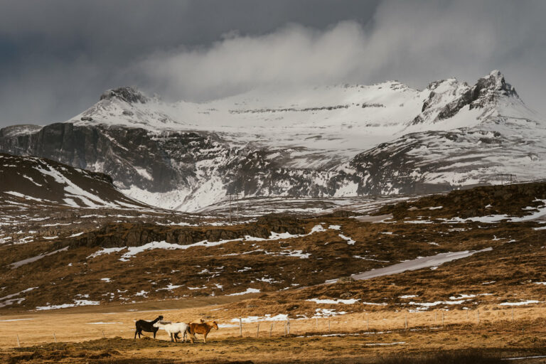 islandzkie konie, stado koni, konie na zdjęciach, konie w górach, zdjęcia koni, fotografia koni