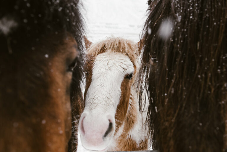 konie na islandii. islandzkie konie, źrebak na zdjęciach, konie w krajobrazie, islandzkie konie