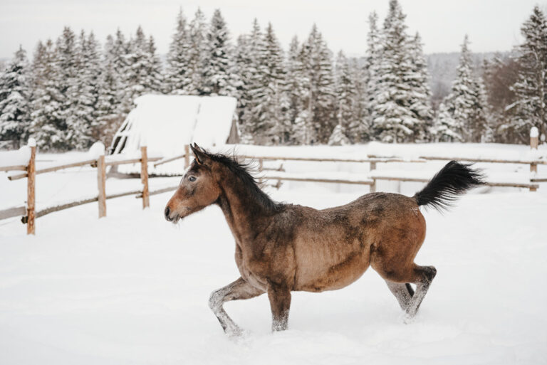 źrebak w Tatrach, koń w krajobrazie, zdjęcie konia, zdjęcia konne, fotografia koni